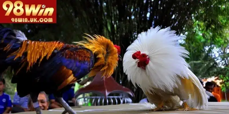 Một vài thủ thuật tham gia cá cược đá gà hay nhất 2025